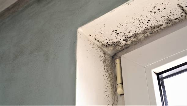 Best Forensic Mold Investigation  in Kyle, SD