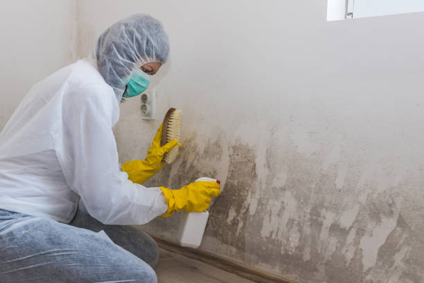 Kyle, SD Mold Removal Company