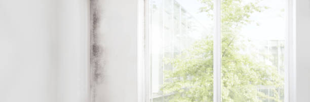 Best Post-Construction Mold Inspection  in Kyle, SD