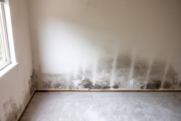 Best Environmental Consulting for Mold Prevention  in Kyle, SD